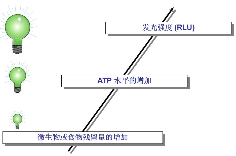 ATP與微生物關系